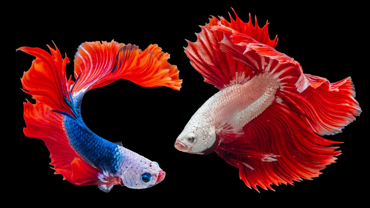 Betta Fish