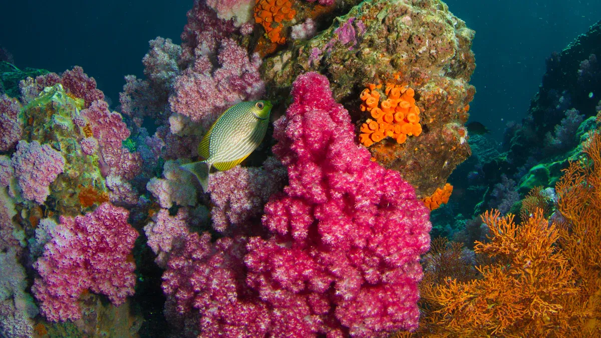 Habitat of the Bronze Whaler Shark