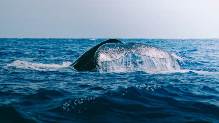 Springer Killer Whale: The Story of Orphaned Orca A73 and Her Successful Reintroduction
