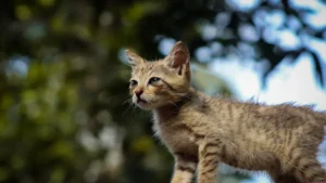 The African Wildcat: The Wild Feline That Began The Domestication Journey