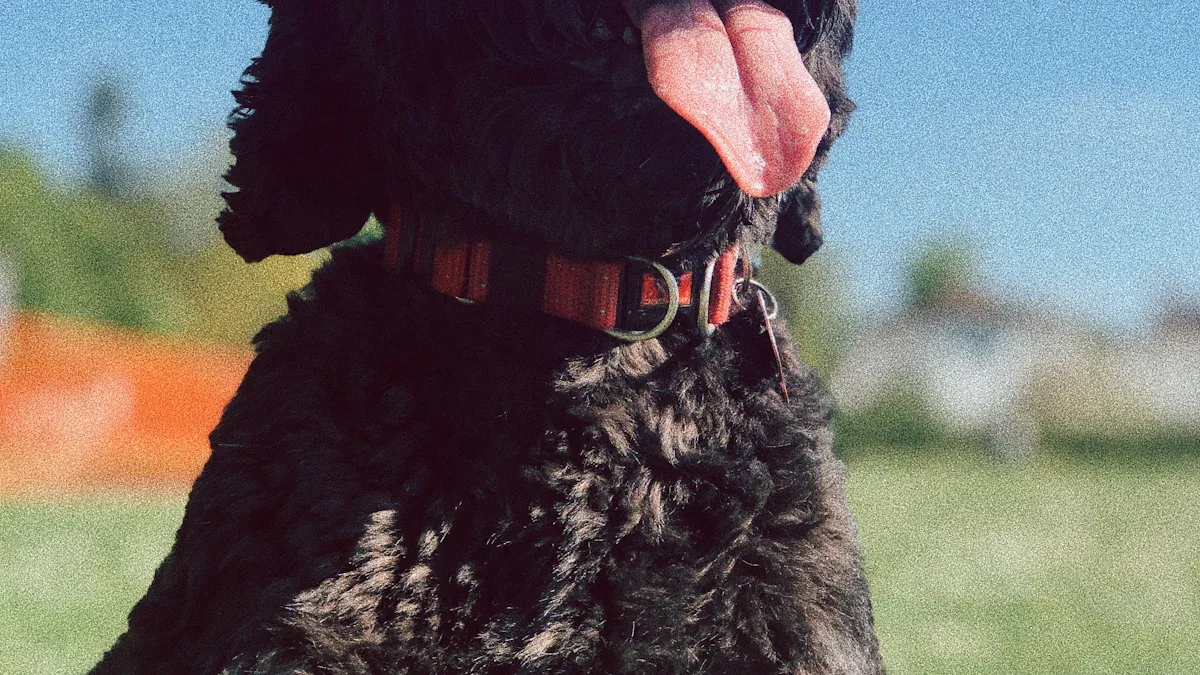 Black Russian Terrier Size