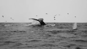 Orca Dorsal Fin Collapse: Causes, Implications, and What It Means for Killer Whale Health