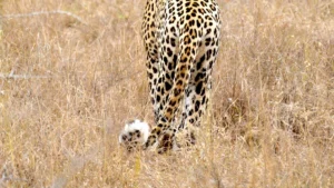 Panthera Pardus Fusca: Facts, Habitat, and Conservation of the Indian Leopard Subspecies