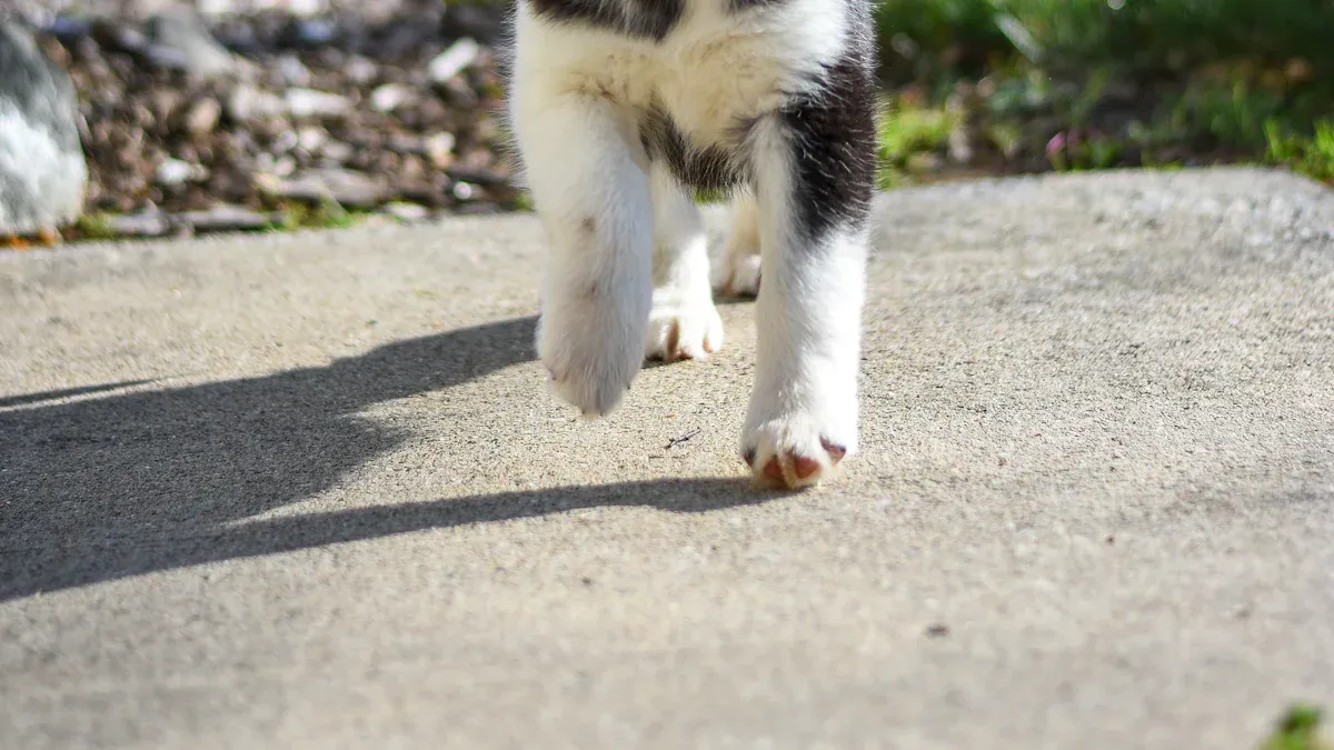 Rare Coat Colors in Alaskan Klee Kai