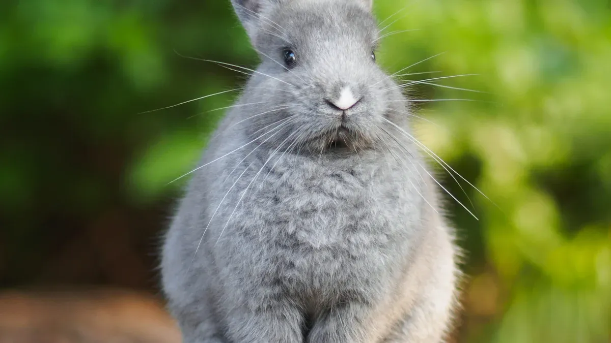 Rabbit Activity