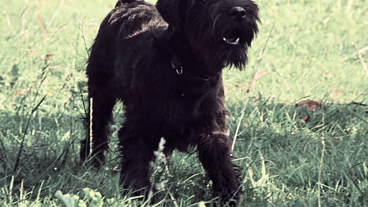 Black Russian Terrier Mass: Breed Standard Weight, Size, and Growth Chart