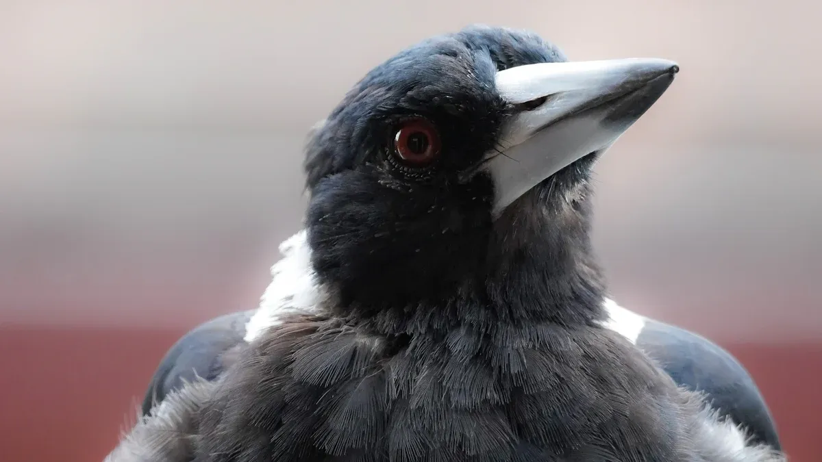 Key Identification Features