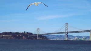 Bird Watching in the San Francisco Bay Area: A Field Guide to Coastal and Wetland Birds