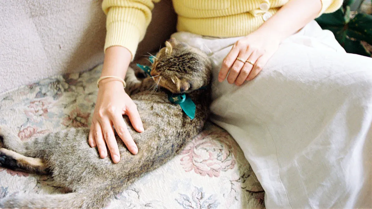 12 Easy Ways to Bond with a Shelter Cat