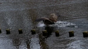 When to Seek Veterinary Care