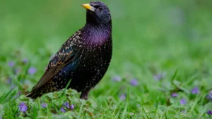 Germany Birds: A Checklist and Guide to the Avian Species of Central Europe
