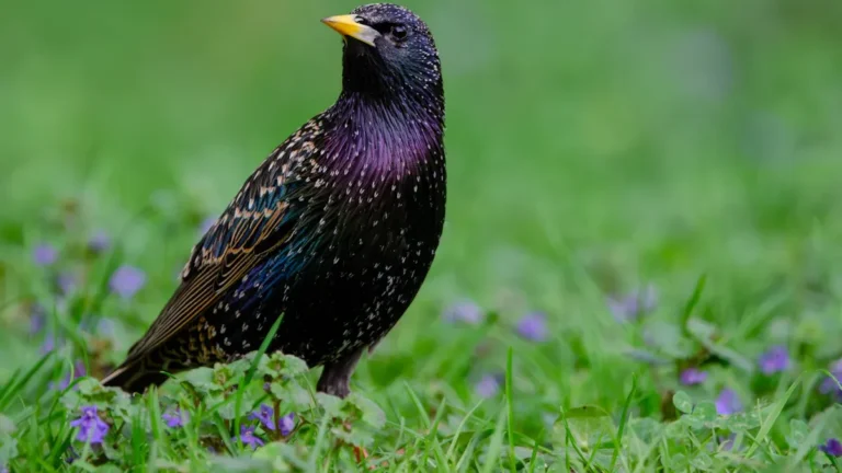 Germany Birds: A Checklist and Guide to the Avian Species of Central Europe