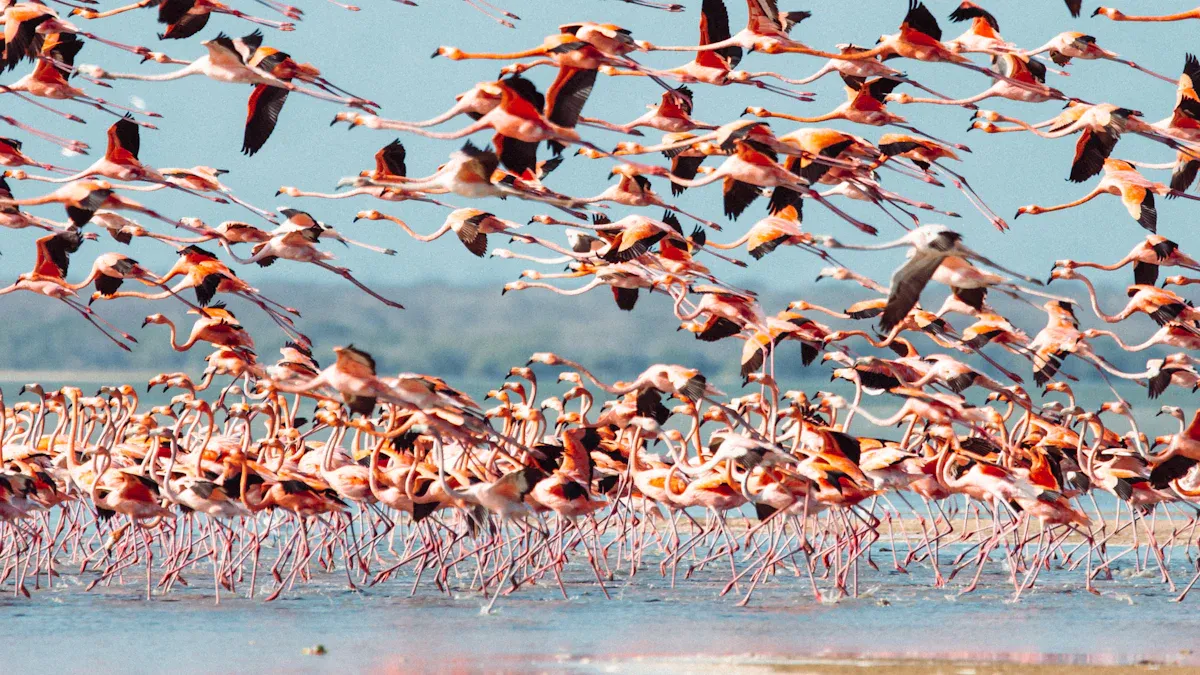 Planning Your Colombia Birding Trip: Top Destinations