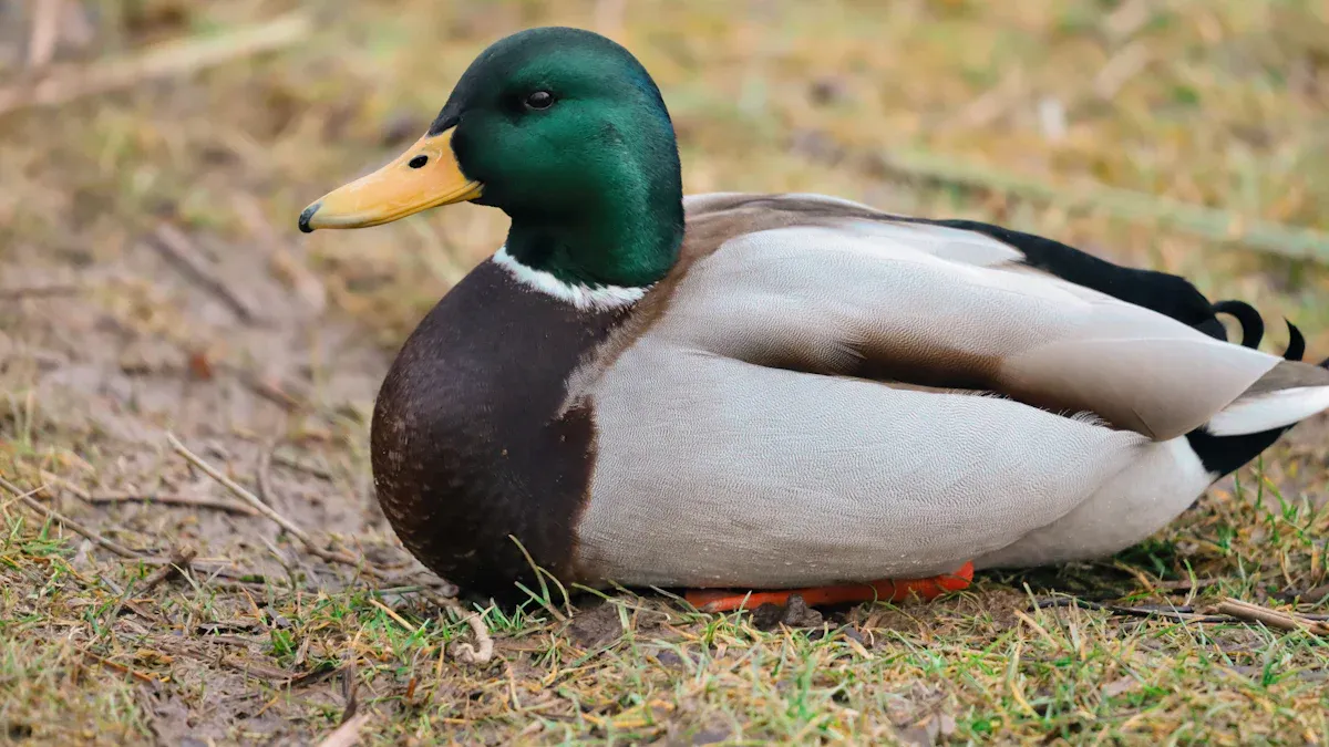 American Black Duck Vs Mallard: Key Differences and Identification Tips for Waterfowl Enthusiasts