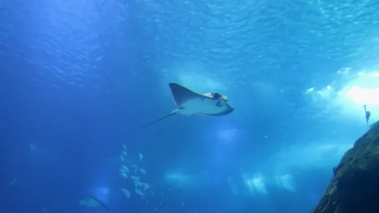 Carcharocles Megalodon Age: Scientific Estimates and Evolutionary Timeline of the Giant Shark