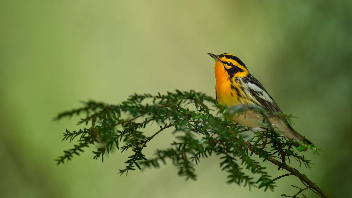 Warbler Bird Identification
