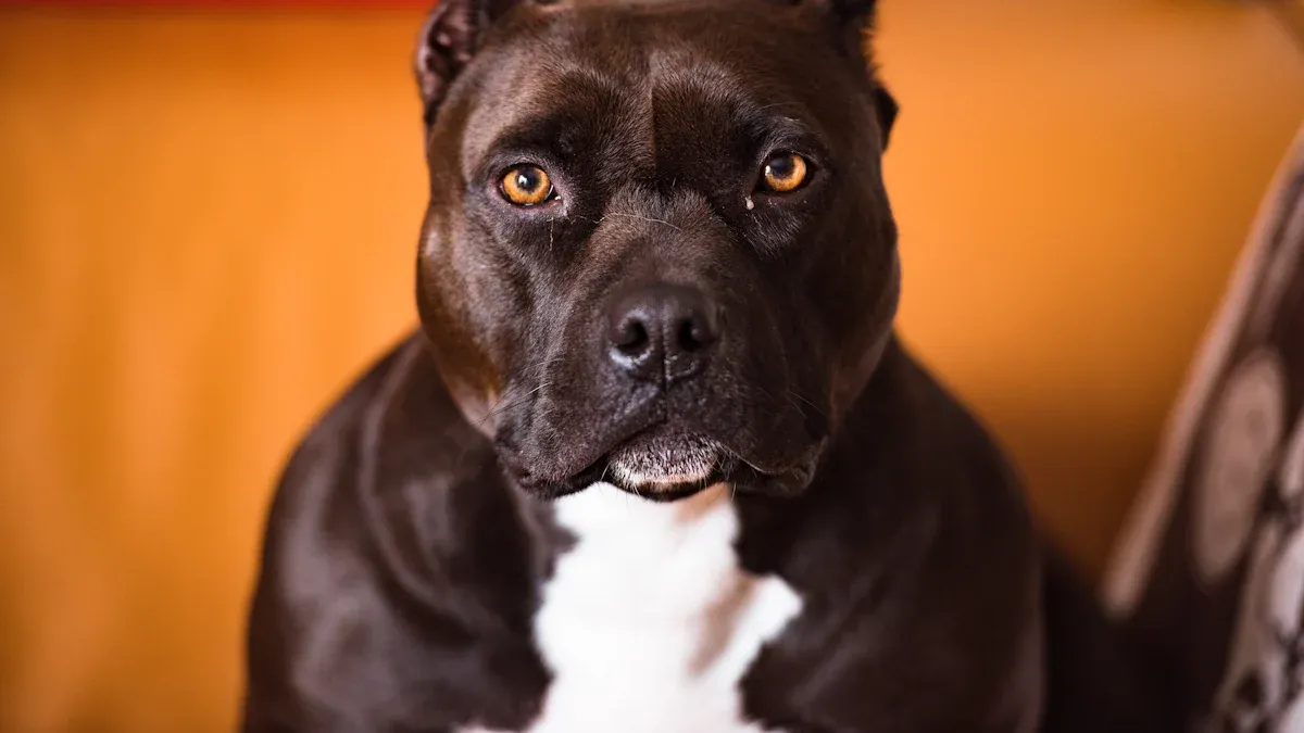 All-American Dog Breeds: American Pit Bull Terrier