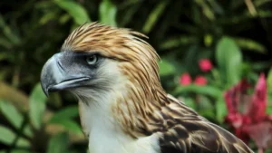 Birds In Mindanao: A Checklist of Endemic and Native Avian Species in the Philippines