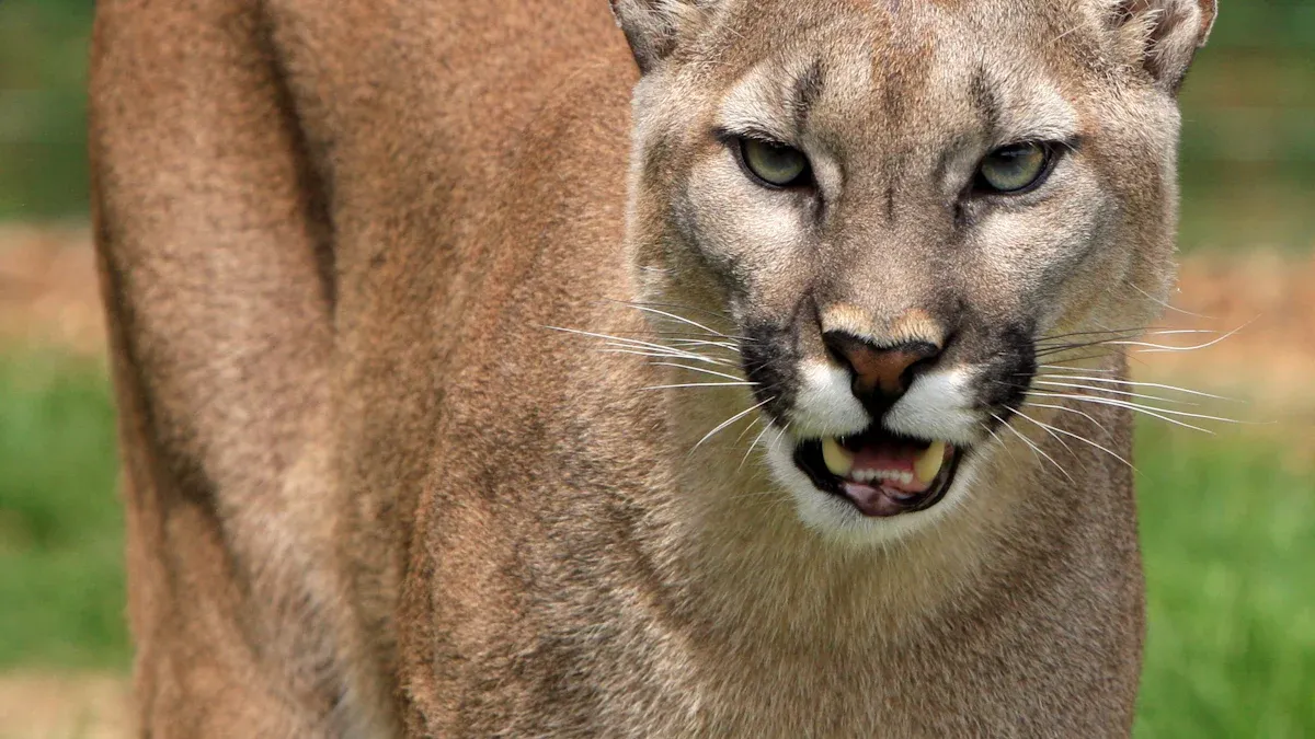 Direct Signs of Presence