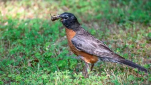 American Robin: Facts, Song, Diet, and Complete Guide to This Common Songbird