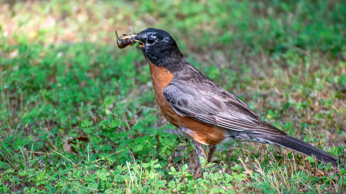 American Robin: Facts, Song, Diet, and Complete Guide to This Common Songbird