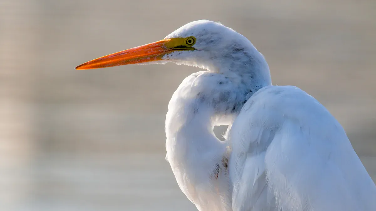 Identifying Bay Area Birds