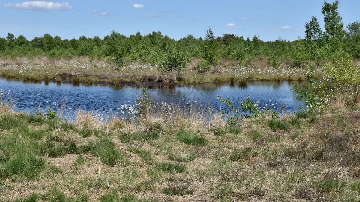 Understanding Moorland Environments