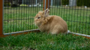 What Size Fence Keeps Rabbits Out?