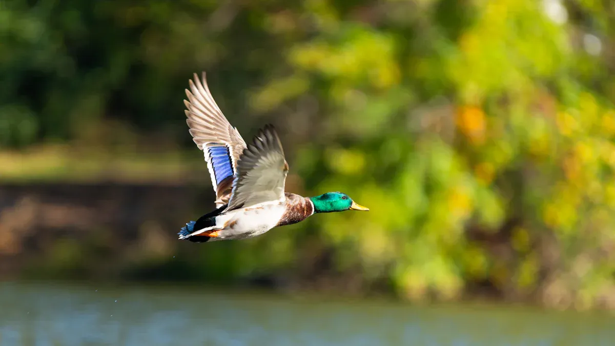 Waterfowl Species