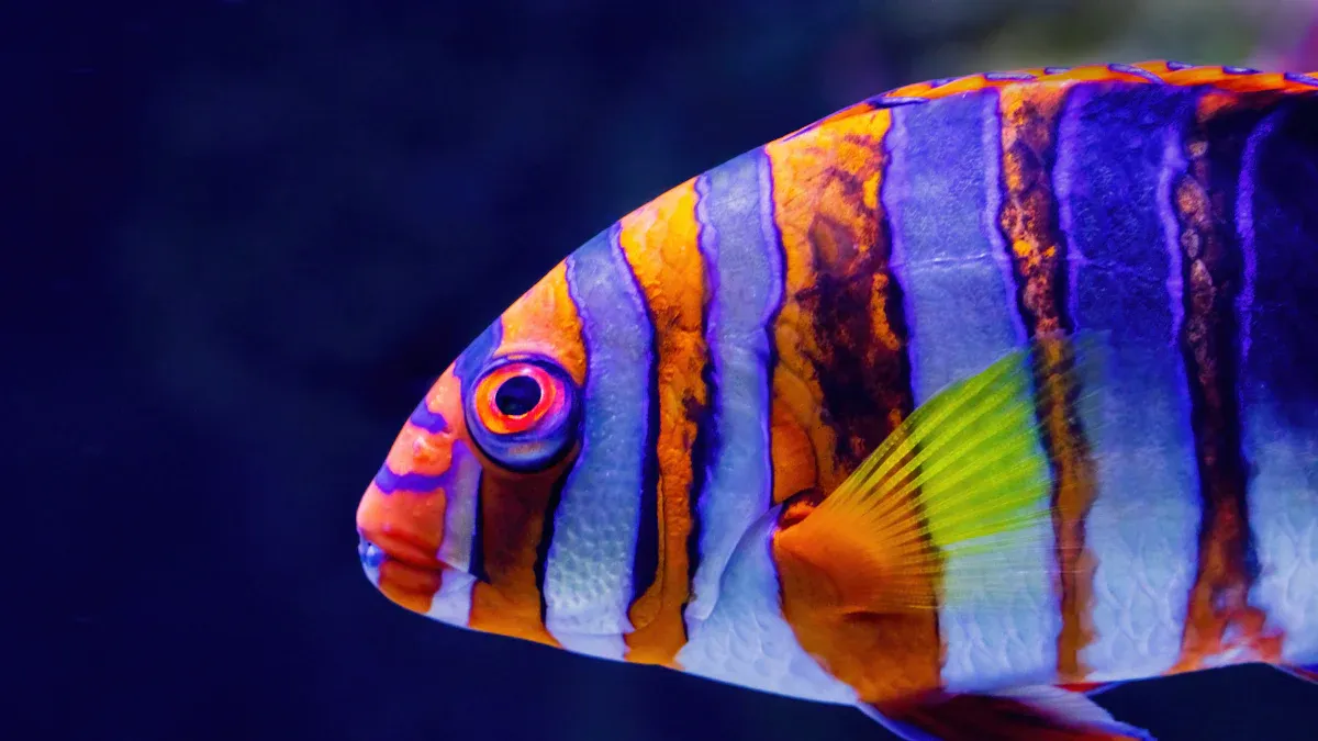 15 Most Beautiful Fish in the World