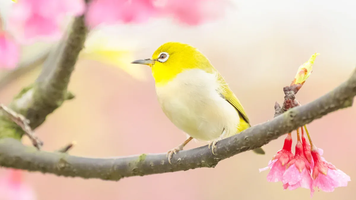 Resident Birds: Year-Round Inhabitants
