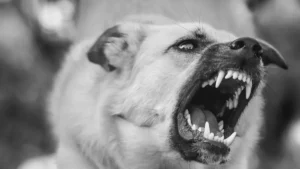 What to Do When My Dog Growls at Me