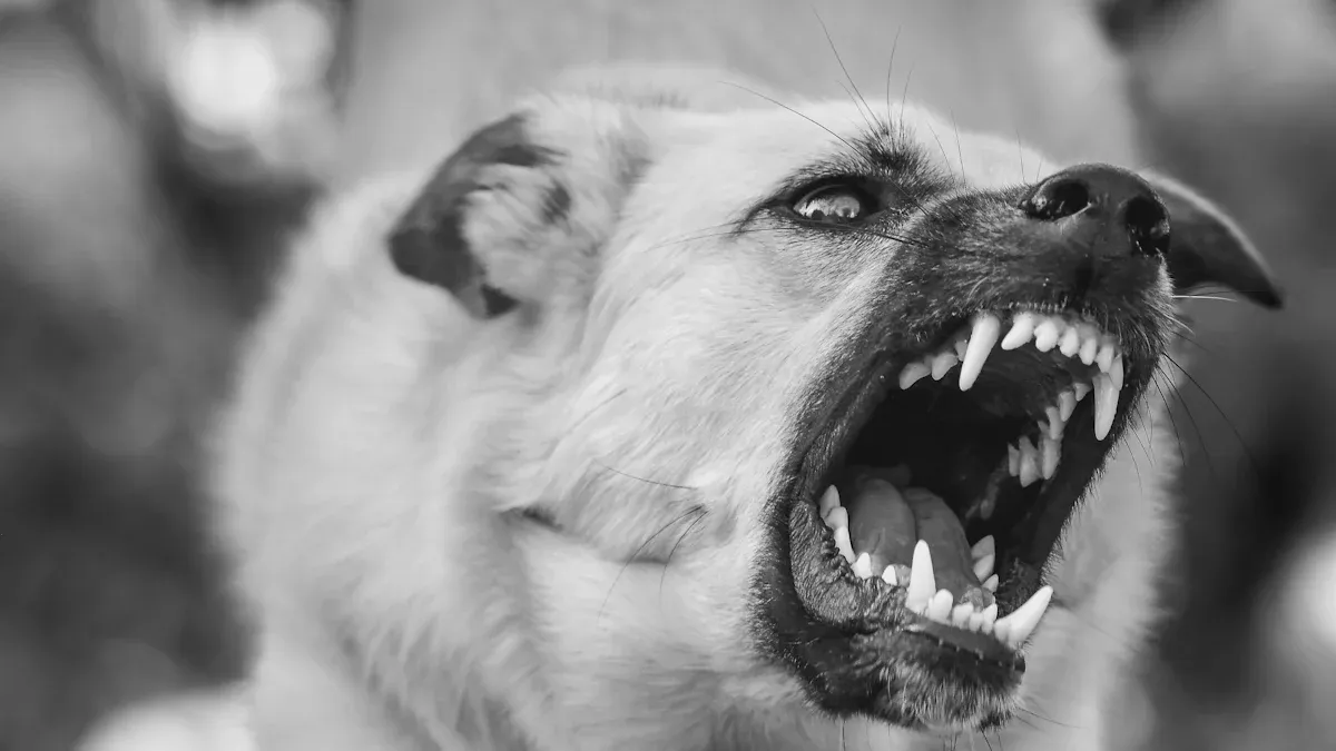 What to Do When My Dog Growls at Me