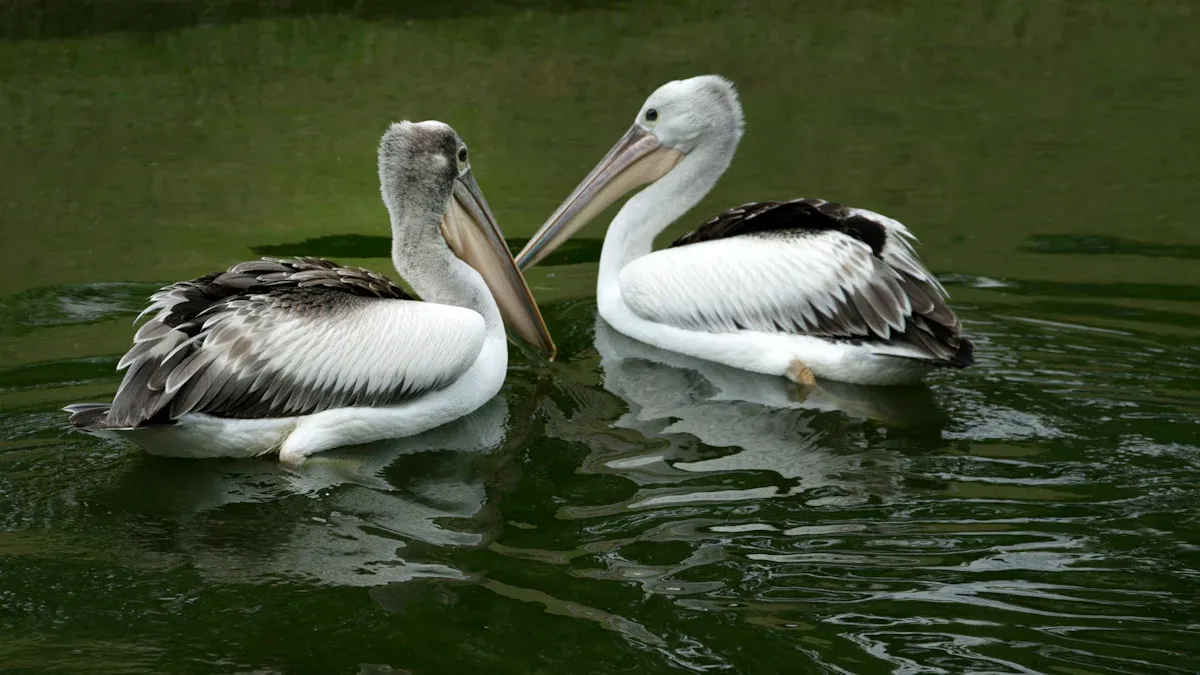 Iconic Australian Bird Families