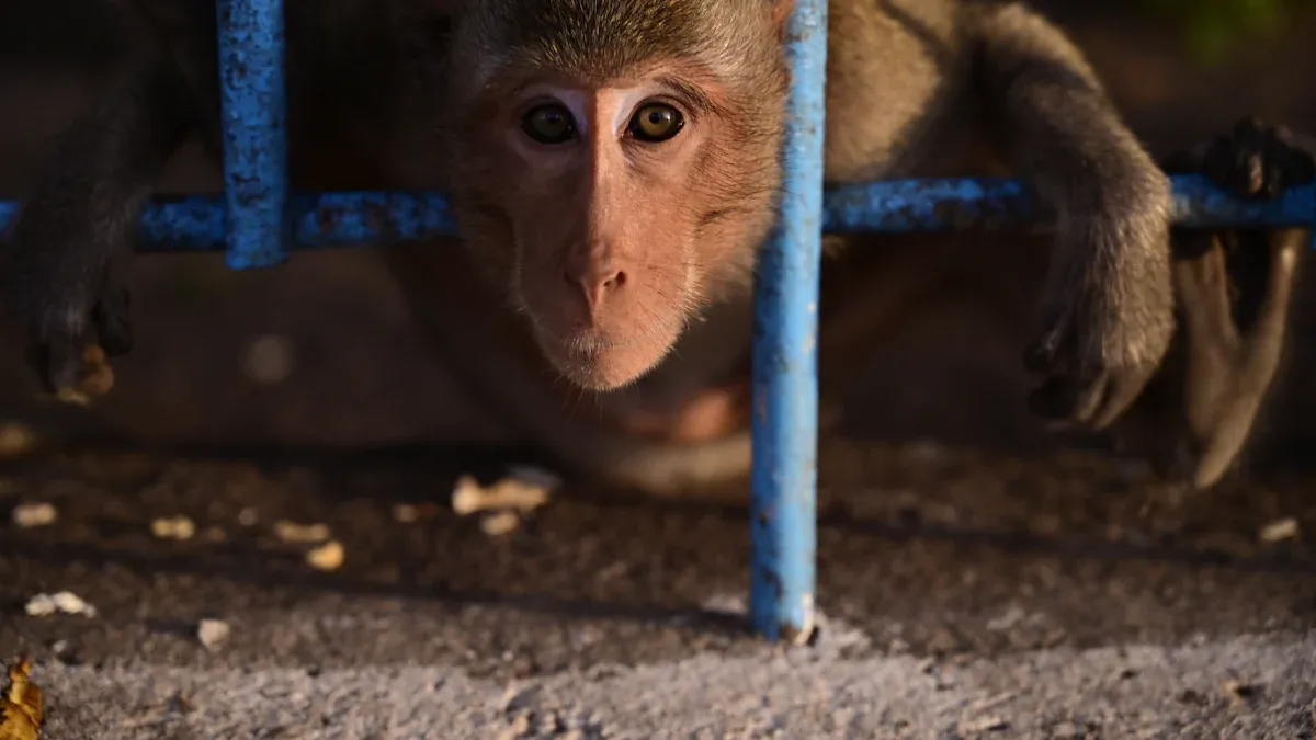 Circus Mistreatment of Animals: Ethical Concerns, History, and Advocacy for Animal Welfare