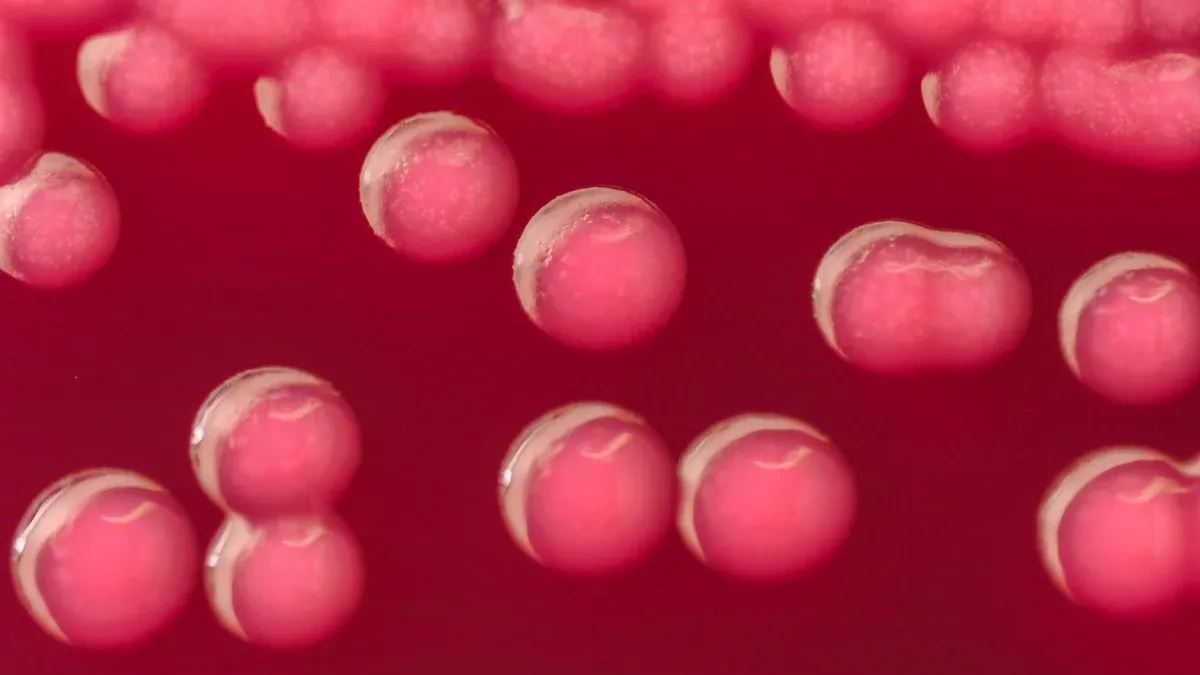 Horse Blood Types Overview