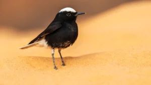 Birds In Desert: Survival Strategies and Identification of Arid-Land Bird Species