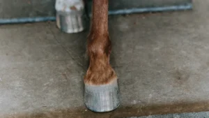 Why Are Horses Euthanized When They Break a Leg?