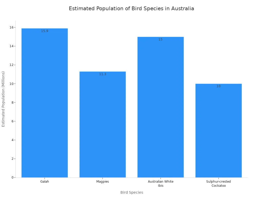 A bar chart showing the estimated population of common black and white bird species in Australia, with Galahs having the highest population.