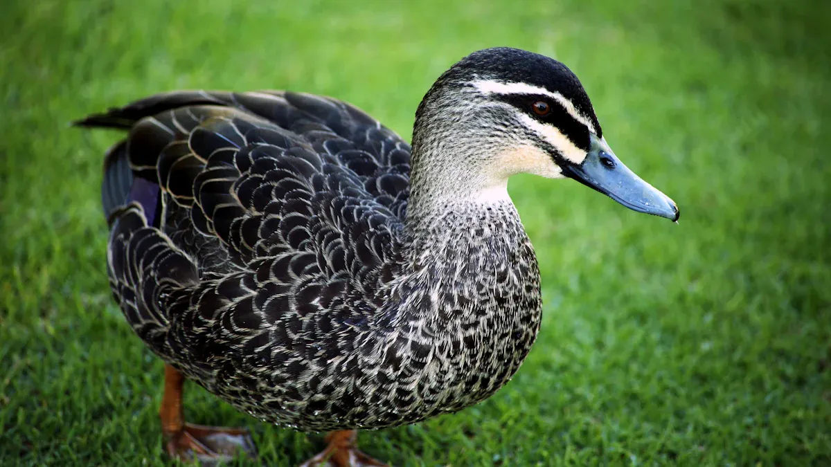 Body Plumage Differences