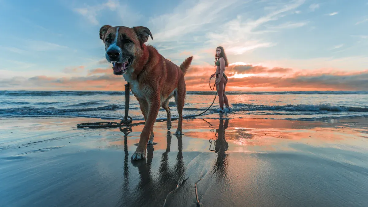 Pet Friendly Areas on Topsail Beach