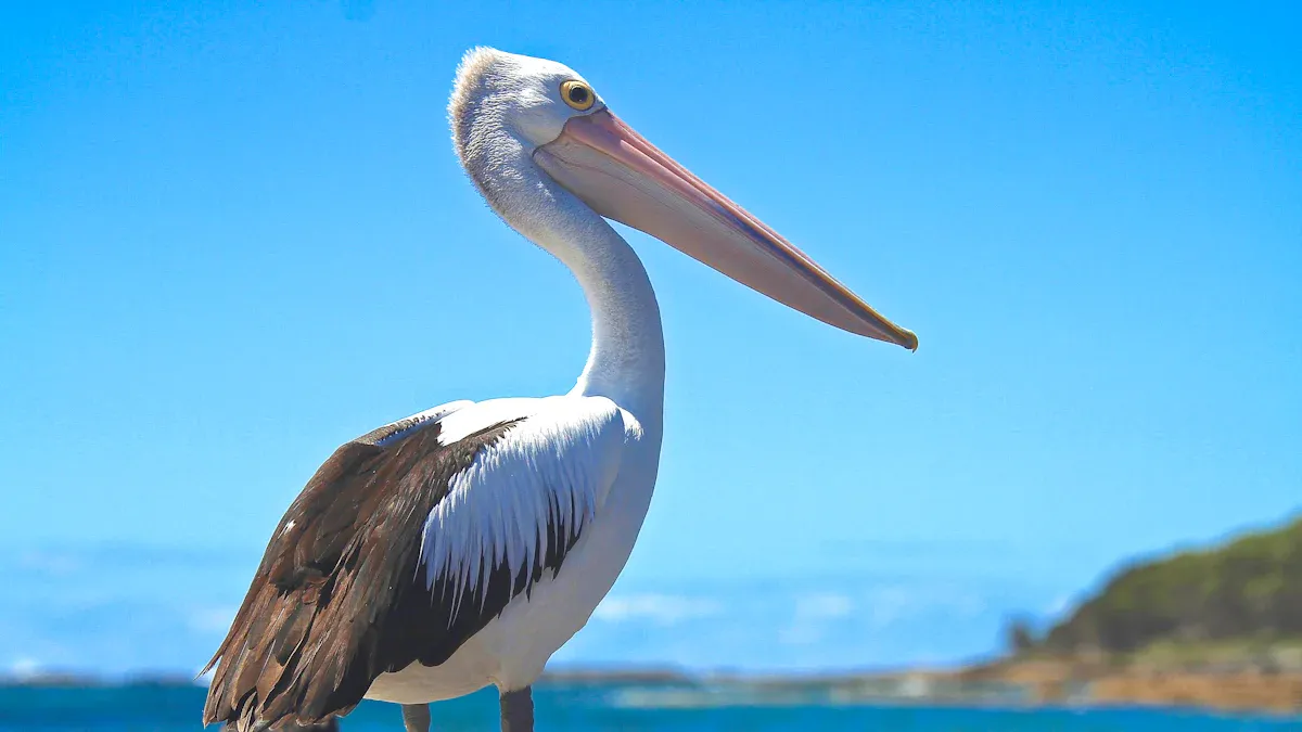 Characteristics of the Great White Pelican