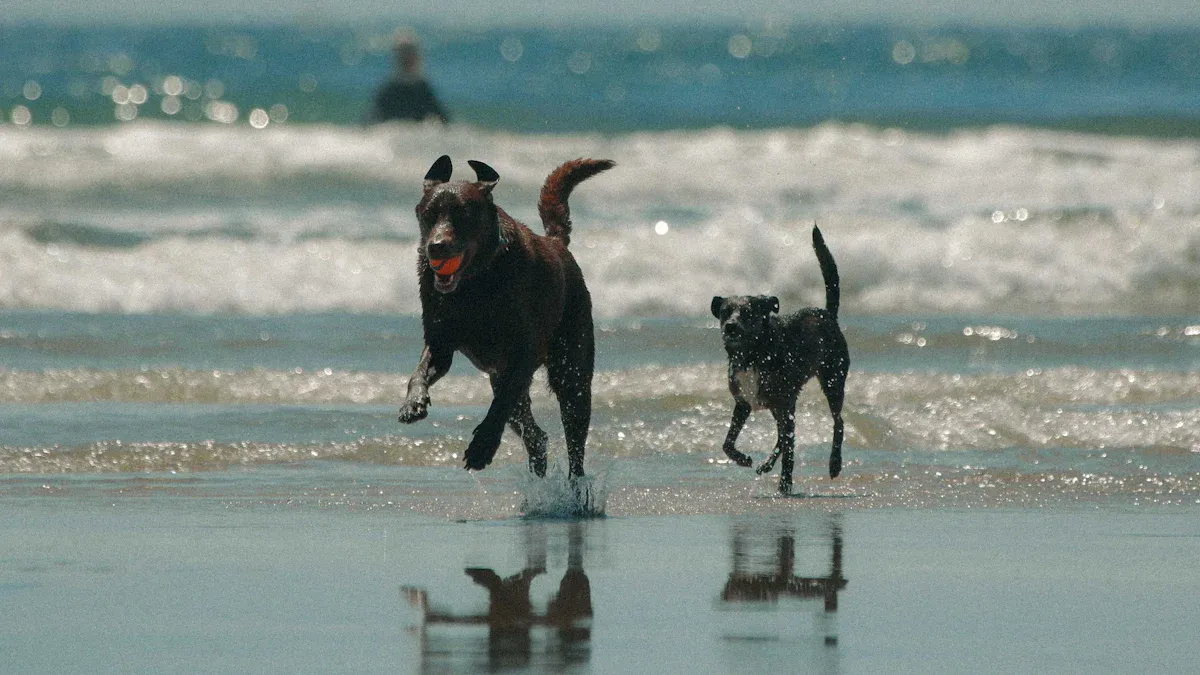 Dog Friendly Amenities on Topsail Island