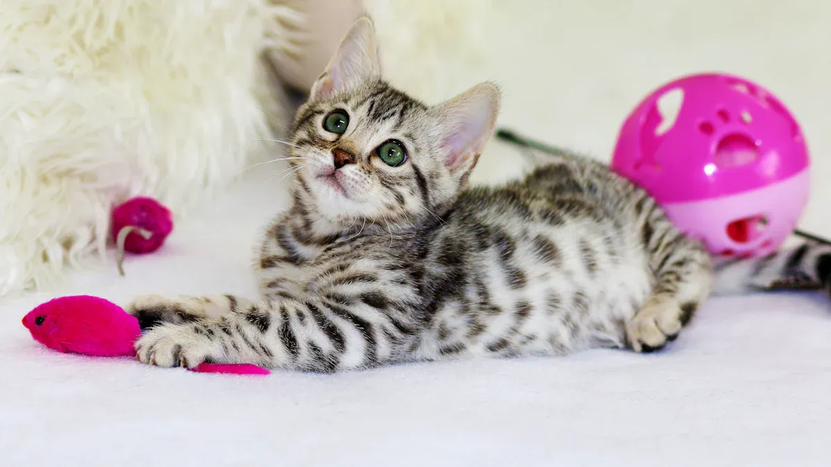 15 Things No One Tells You About Indoor Cats