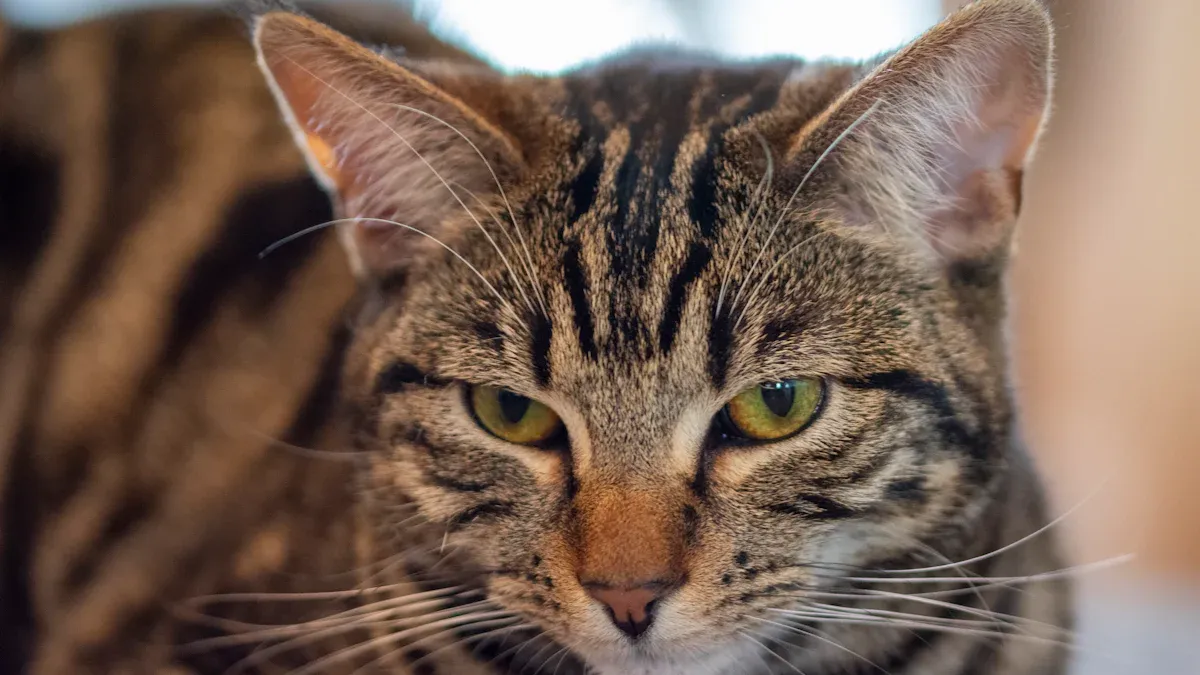 Domestic Short Hair Tabby: Temperament, Care, and Facts About the Most Common Cat Breed