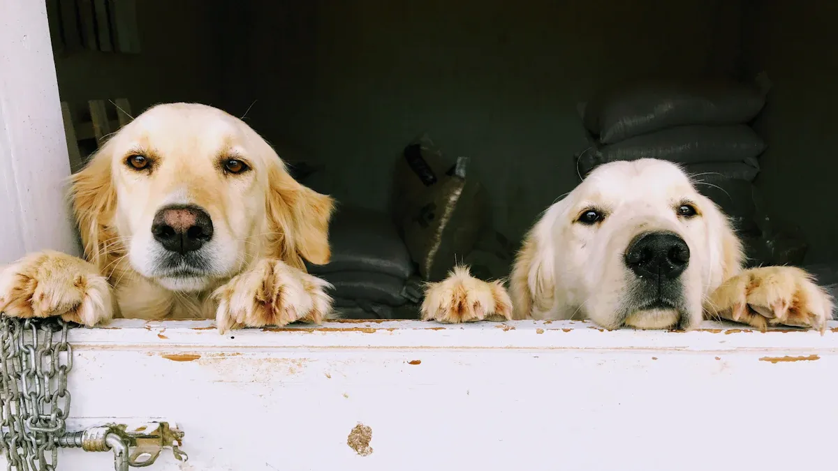 Benefits of Dog Boarding