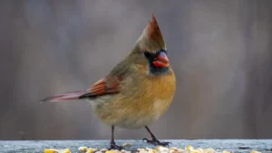 Winter Birds In Kentucky: Identification Guide and Tips for Attracting Backyard Species