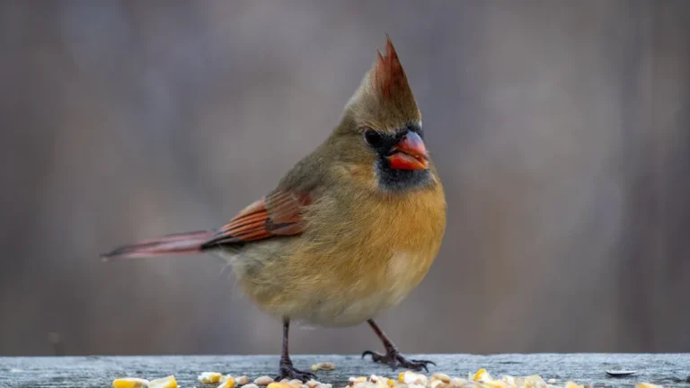 Winter Birds In Kentucky: Identification Guide and Tips for Attracting Backyard Species