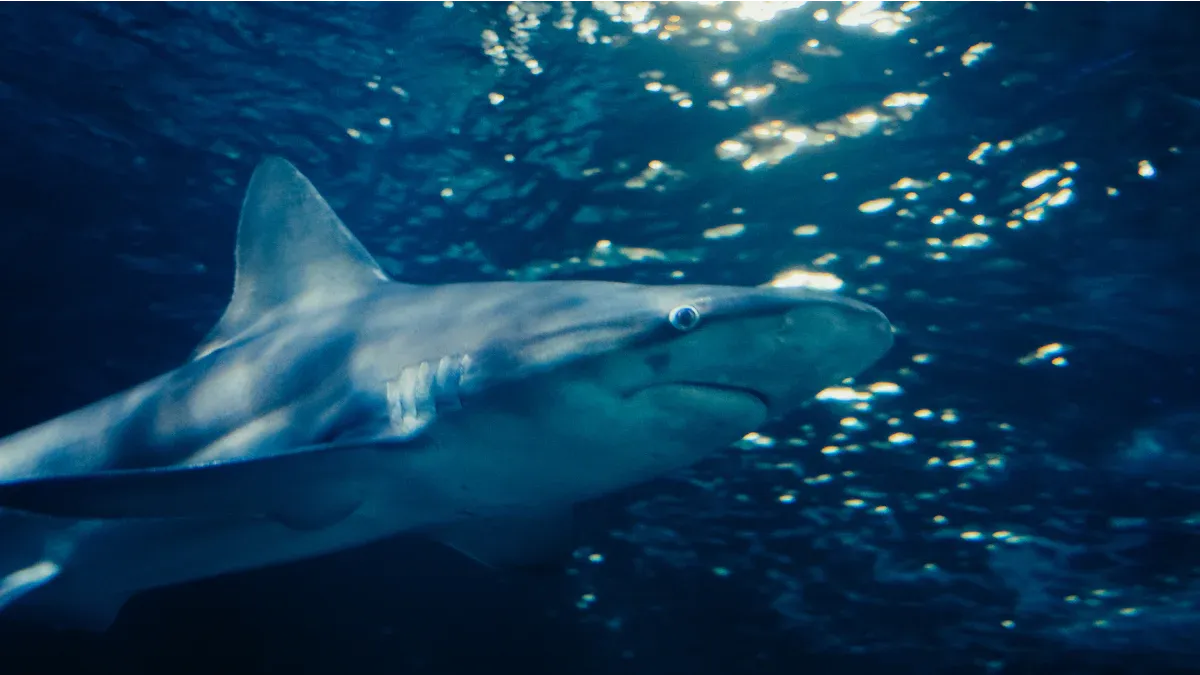 Characteristics of the Bronze Whaler Shark