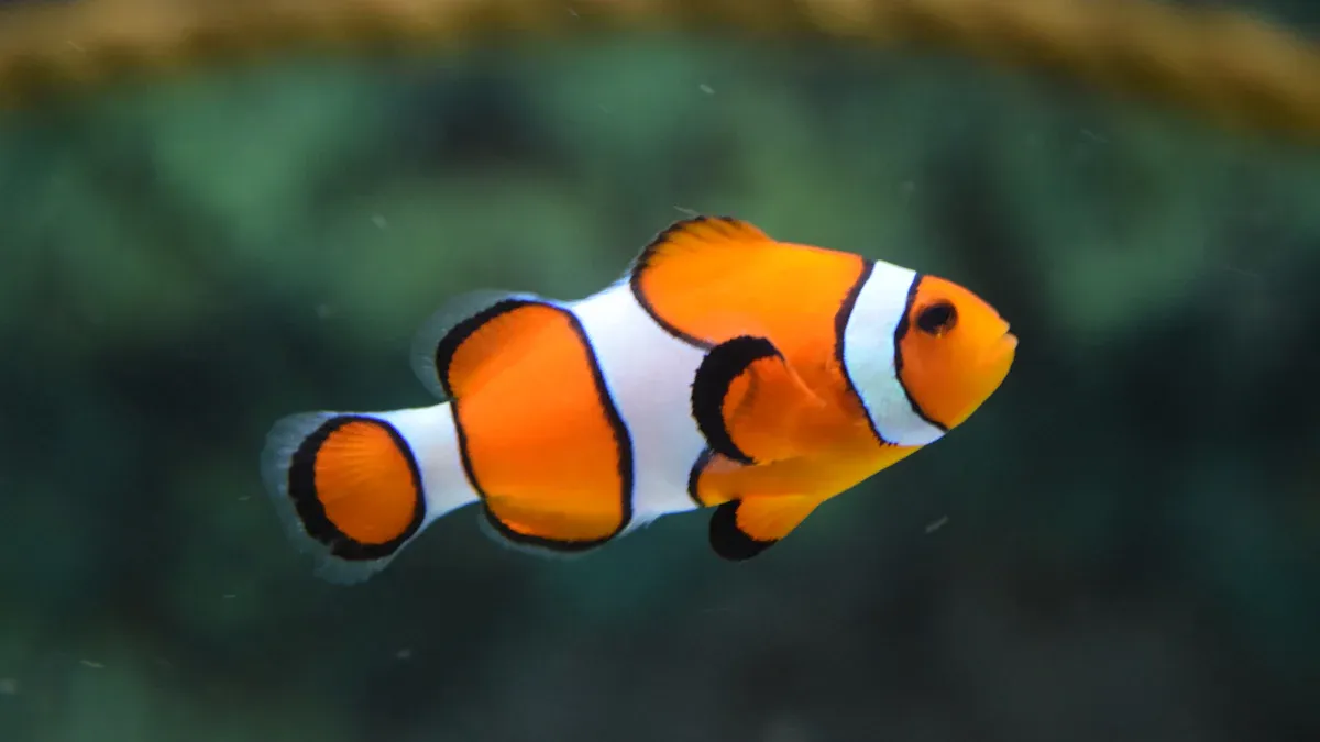 Clown Fish